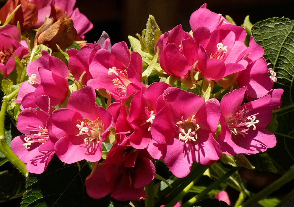 Cluster of bright pink Dombeya × ‘Seminole’ flowers with multiple open blooms and central white stamens growing in sunlight