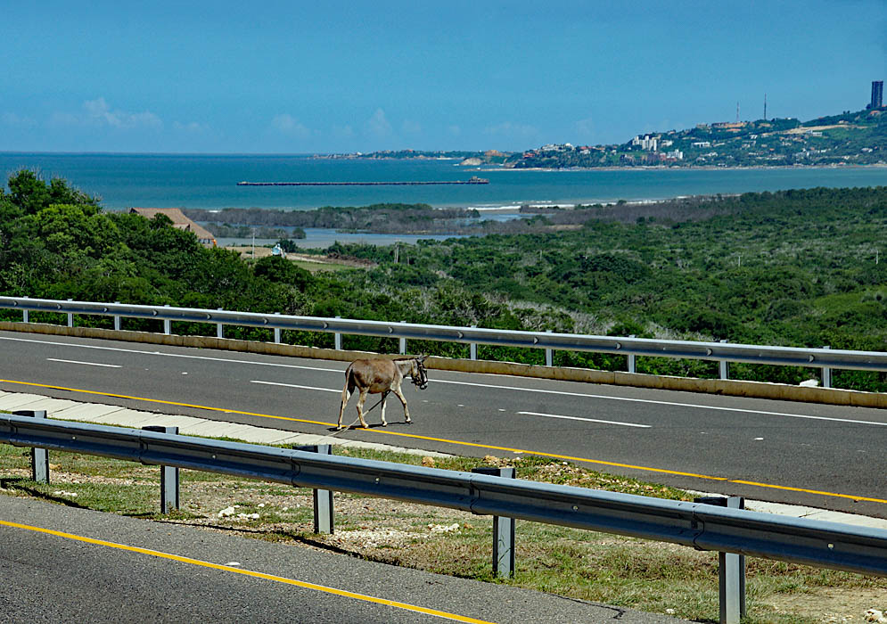 Donkey crossing the road