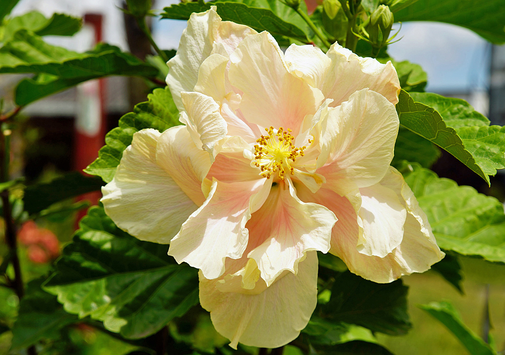 White double Hibiscus rosa sinensis flower with pinkish center and yellow anther in sunlight