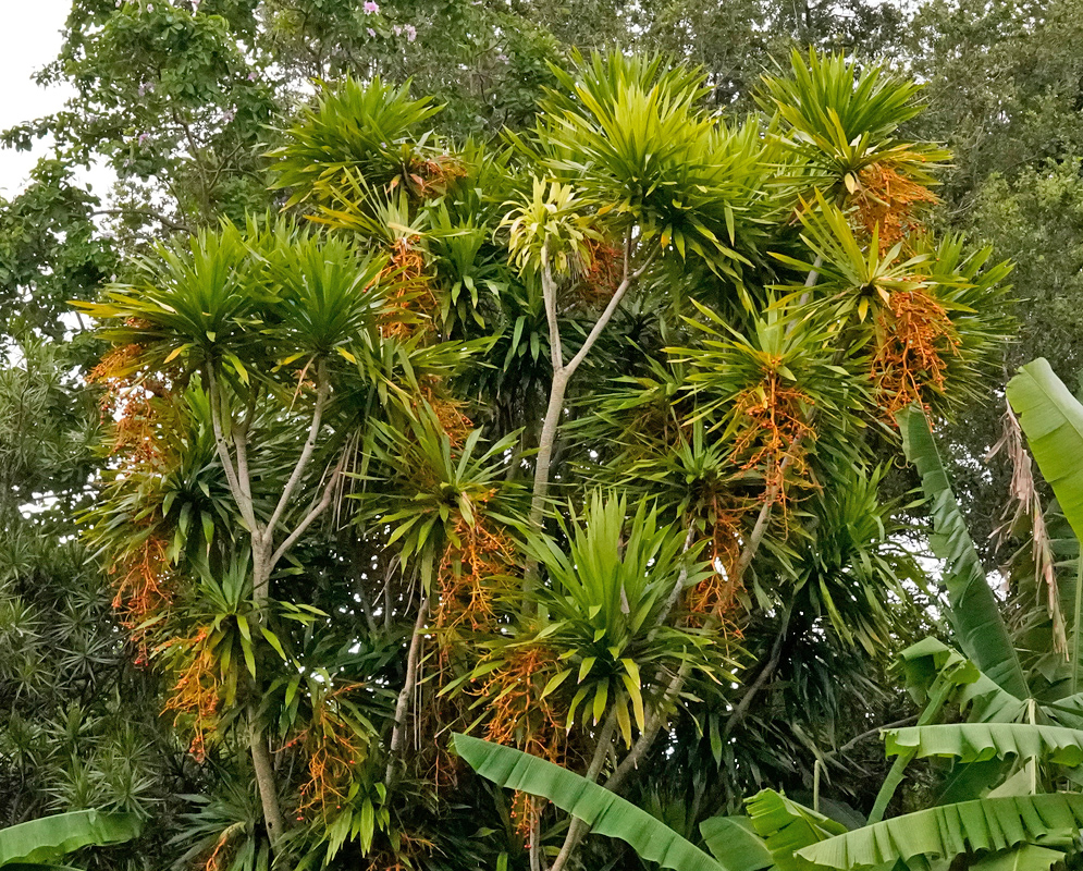 Dracaena reflexa with Orange Inflorescences A mature Dracaena reflexa tree with clusters of narrow green leaves and prominent orange inflorescences hanging from multiple branches
