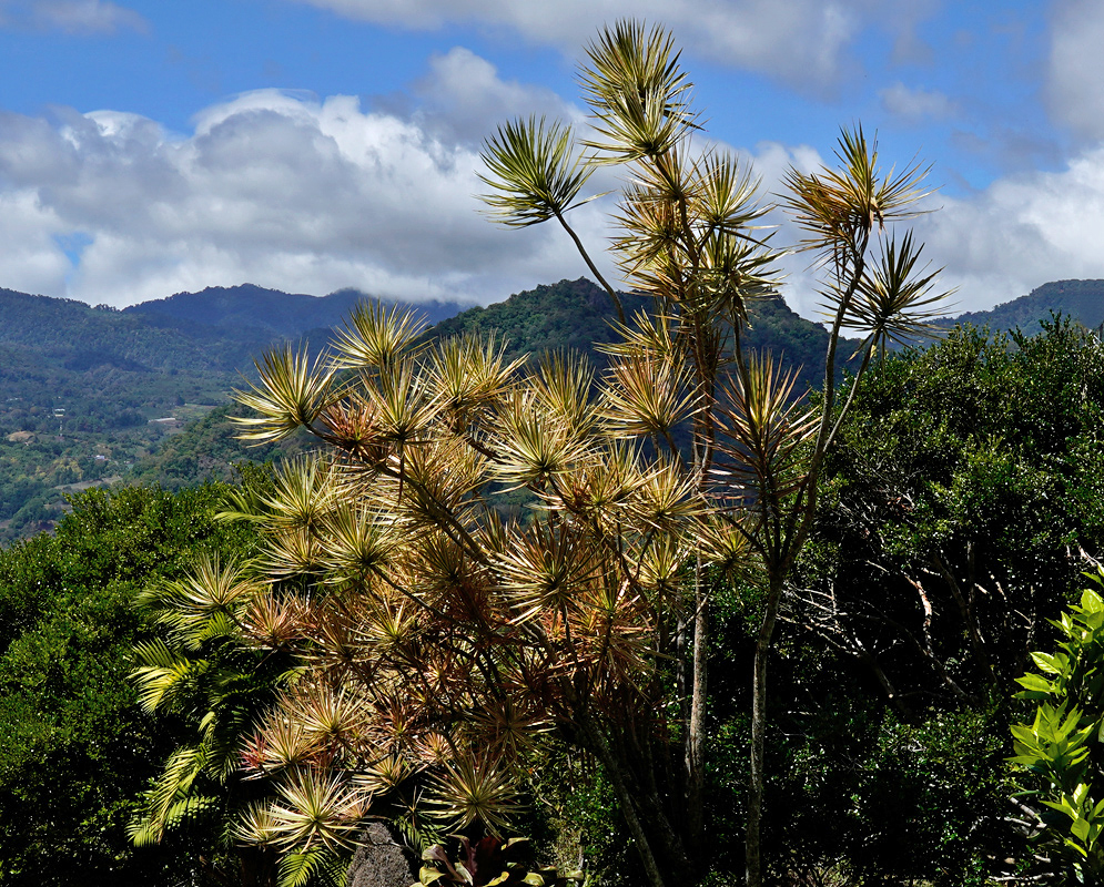 Dracaena reflexa with Yellow-Edged Leaves A striking Dracaena reflexa shrub with yellow-edged, spiky leaves growing in dense clusters under a bright blue sky with mountain scenery in the background