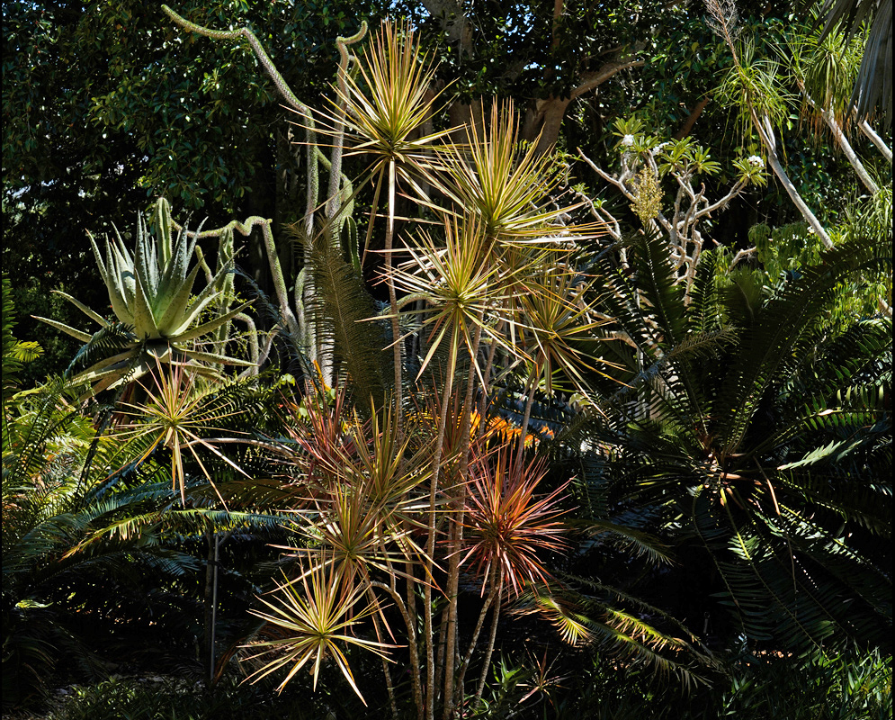 Dracaena reflexa in Tropical Garden A bold display of Dracaena reflexa with slender green and reddish-spiked leaves forming rosettes on tall woody stems, surrounded by other tropical plants