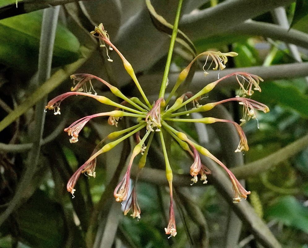 Dracaena surculosa Flower Cluster Umbel of delicate Dracaena surculosa flowers with long yellow-green stalks and small reddish petals tipped with pale stamens hanging gracefully