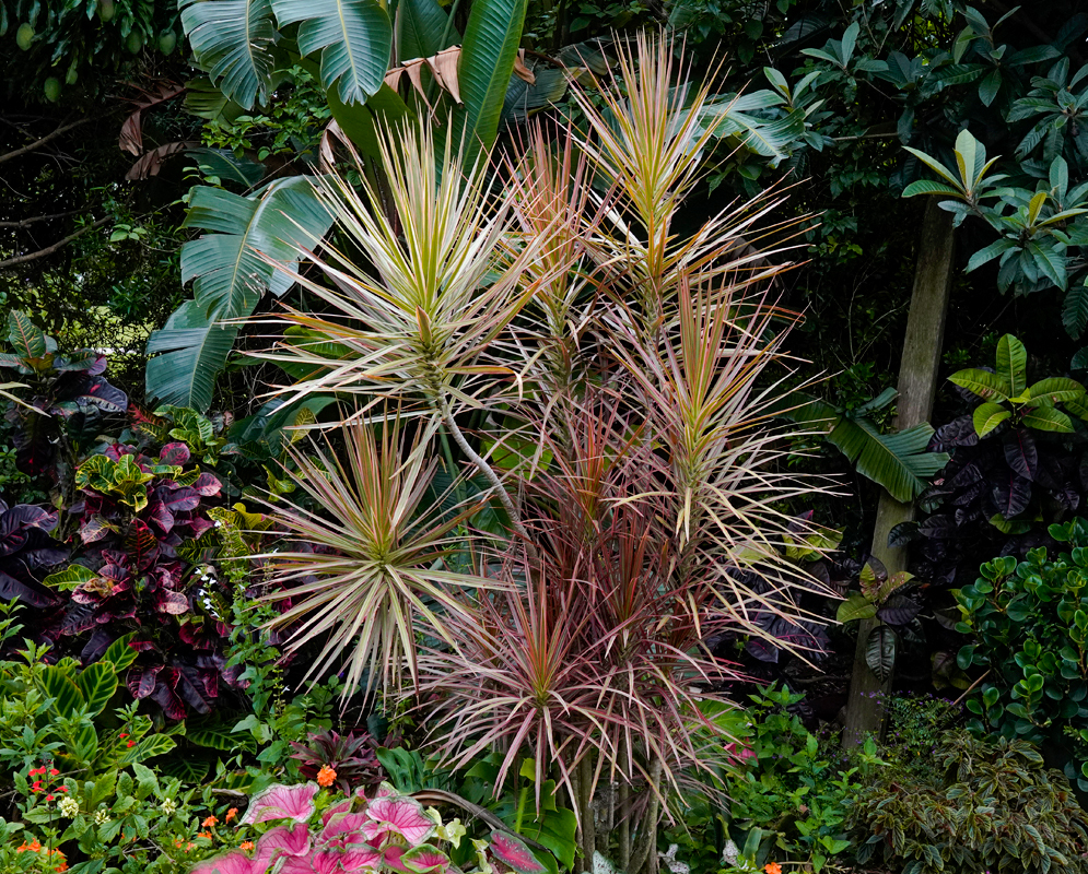 A cluster of yellow leaf Dracaena marginata plants surrounded by agaves 