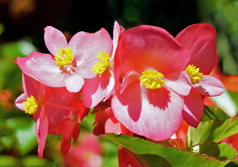 Bright red Begonia hybrid flowers with yellow stamens in sunlight