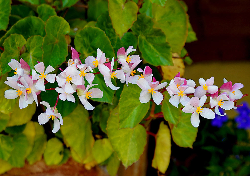 Begonia hybrid white with pink flowers