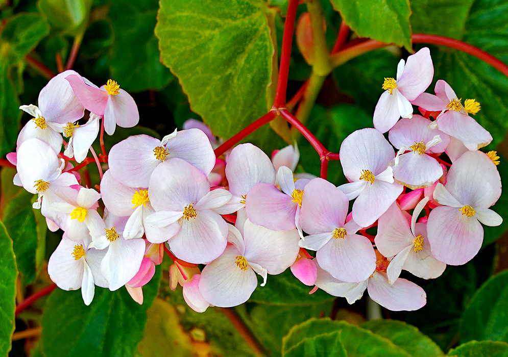 Clusters of  Dragon wings pink and white flowers with yellow stamens