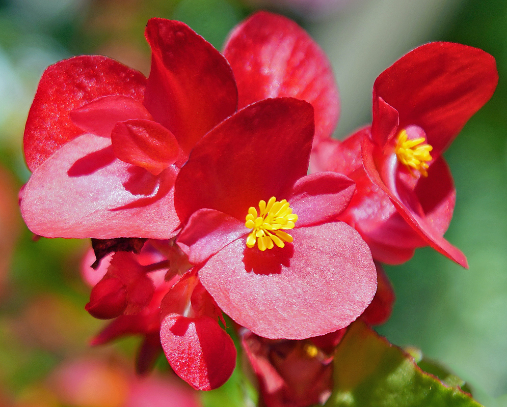 Begonia hybrid red flower with yellow stamens