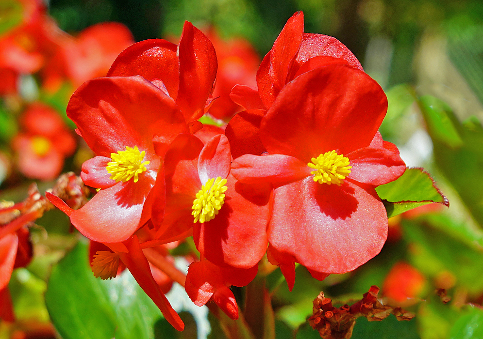 Bright red Dragon Wings flowers with yellow stamens in sunlight