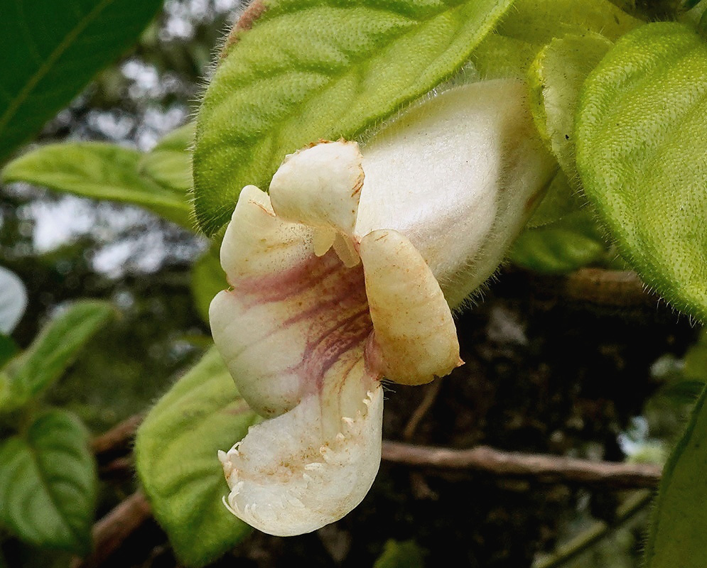 Drymonia alloplectoides flower