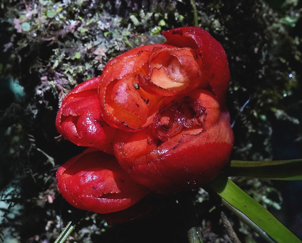 Drymonia katzensteiniae plant habit and foliage