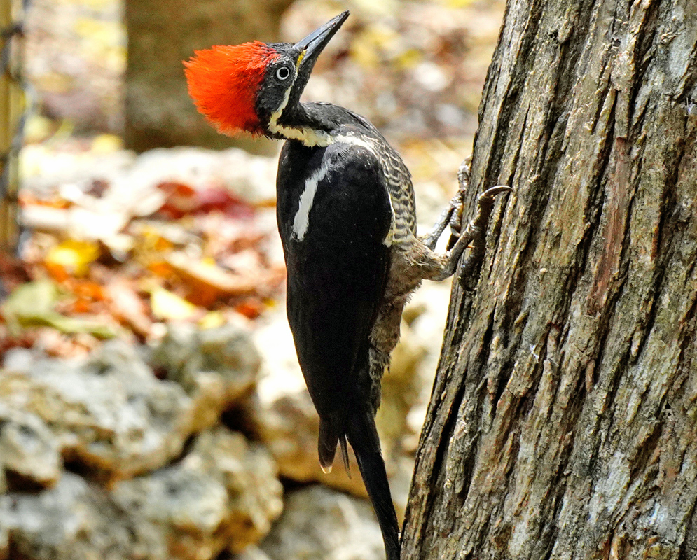 Dryocopus lineatus Woodpecker Profile Woodpecker with a large red crest and black-and-white plumage clings to a tree while peering upward with a focused gaze