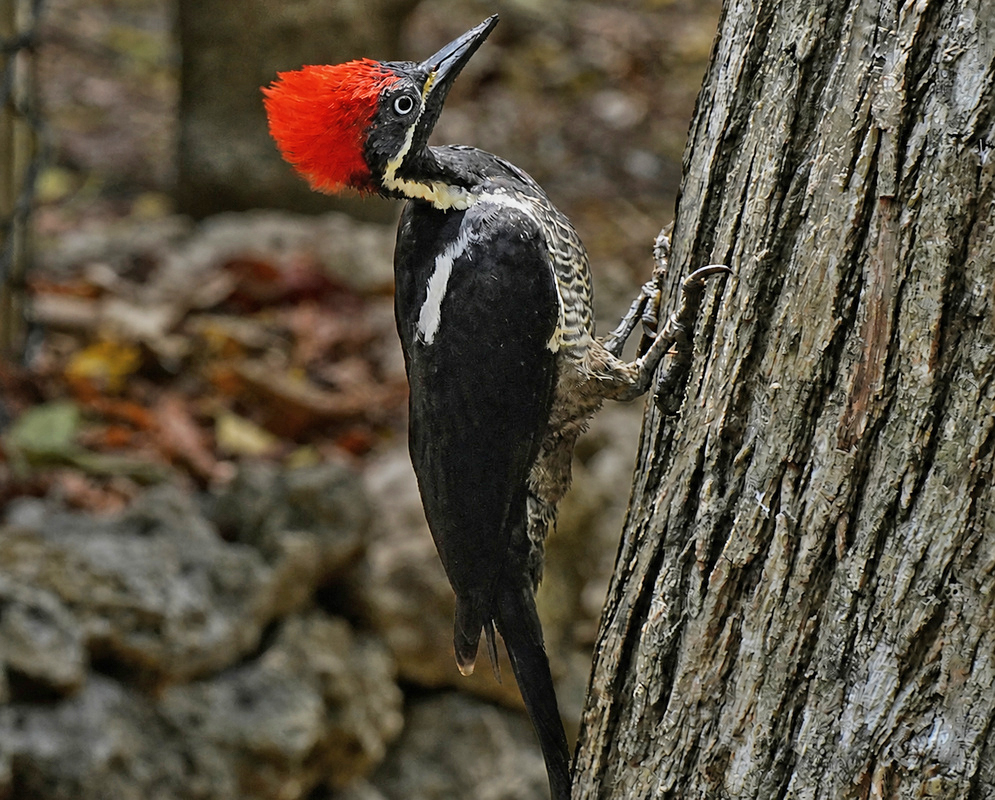 Dryocopus lineatus Woodpecker Profile Woodpecker with a large red crest and black-and-white plumage clings to a tree while peering upward with a focused gaze