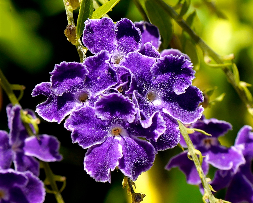 Four Duranta erecta purple and white flowers with yellow centers