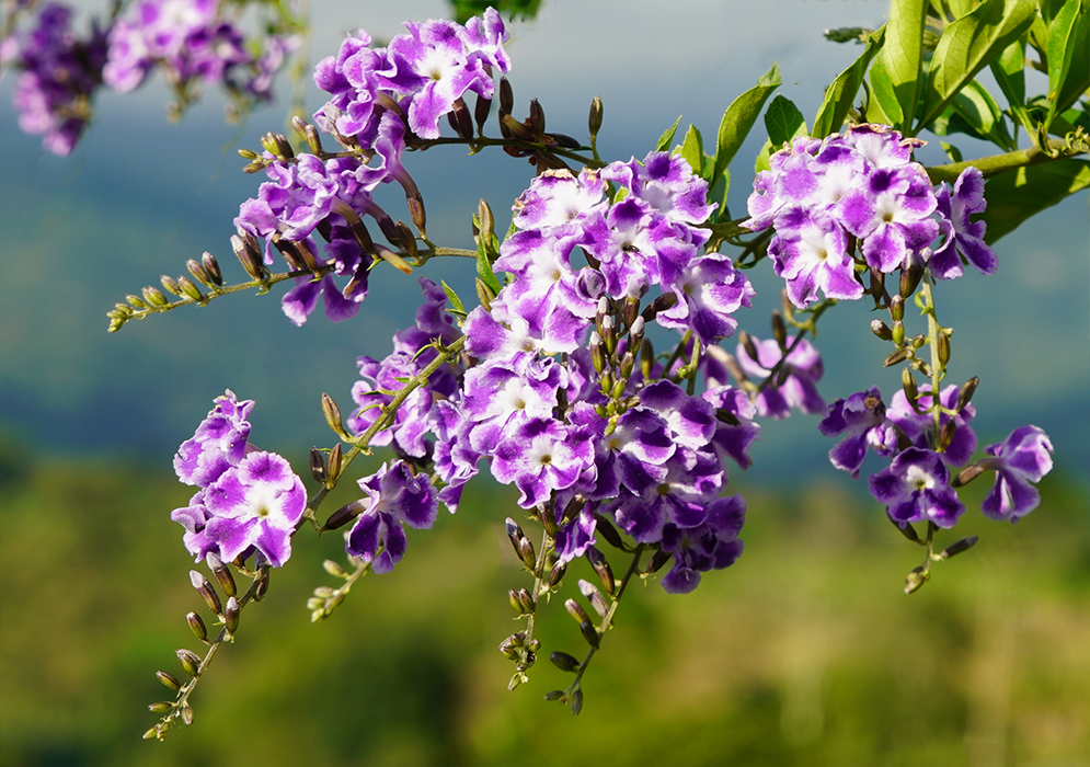 Duranta erecta inflorescence with purple and white flowers