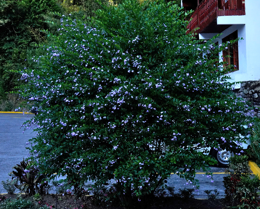 Duranta erecta purple-blue flowers in shade