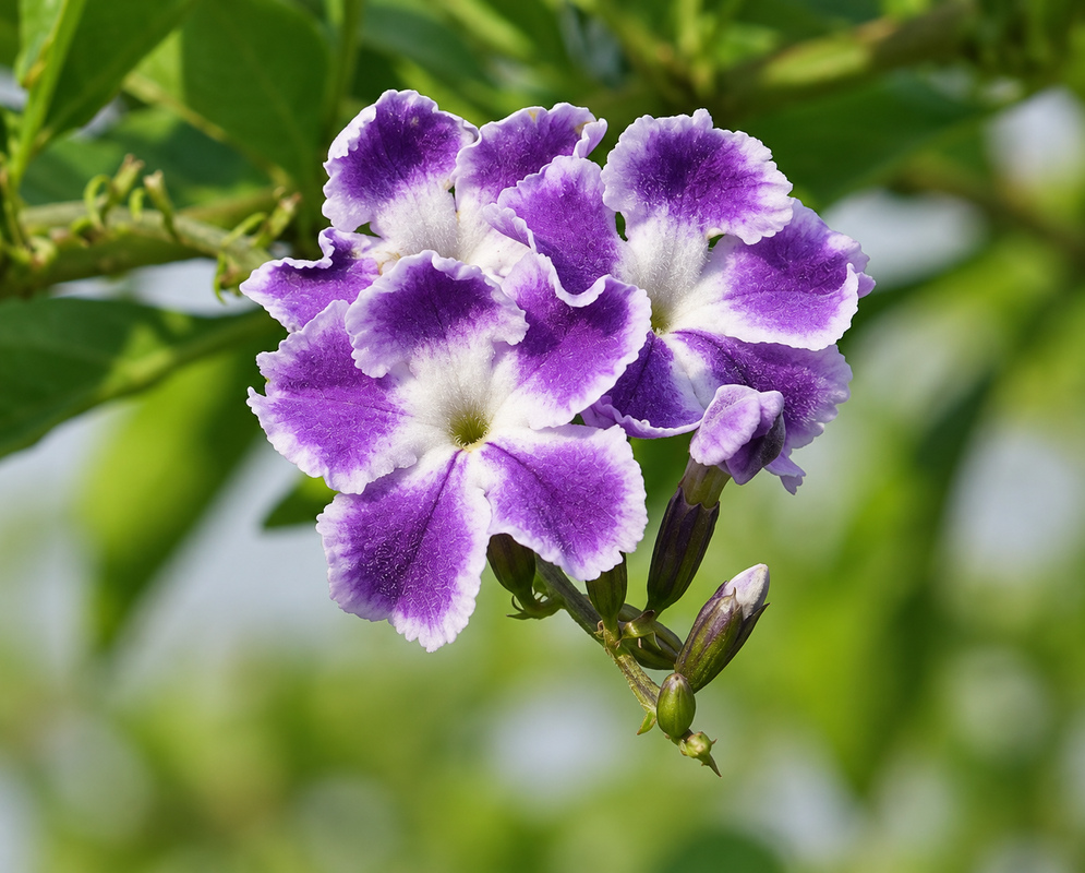 duranta erecta gallery photo A duranta erecta scene with distinct flowers and foliage