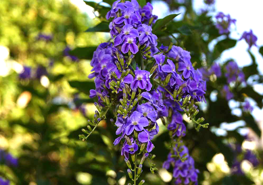 Duranta erecta racemes of purple-blue flowers in shade
