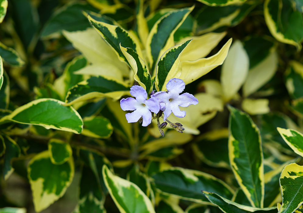 Two violet Duranta erecta flowers surrounded by variegated leaves