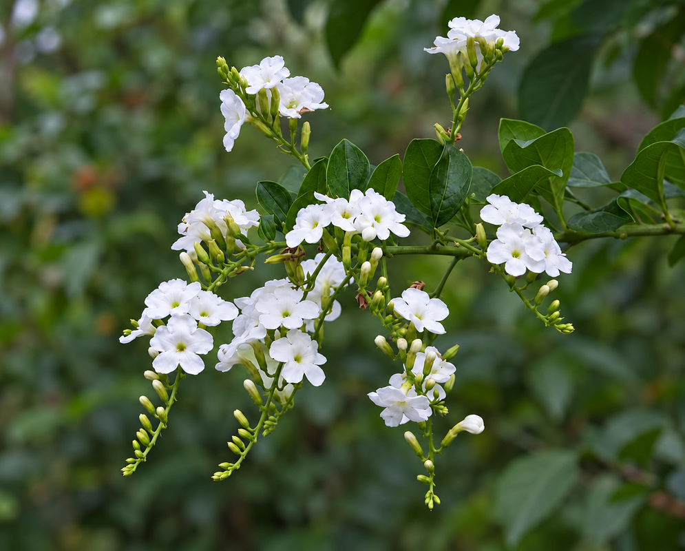 duranta erecta gallery photo A duranta erecta scene with distinct flowers and foliage