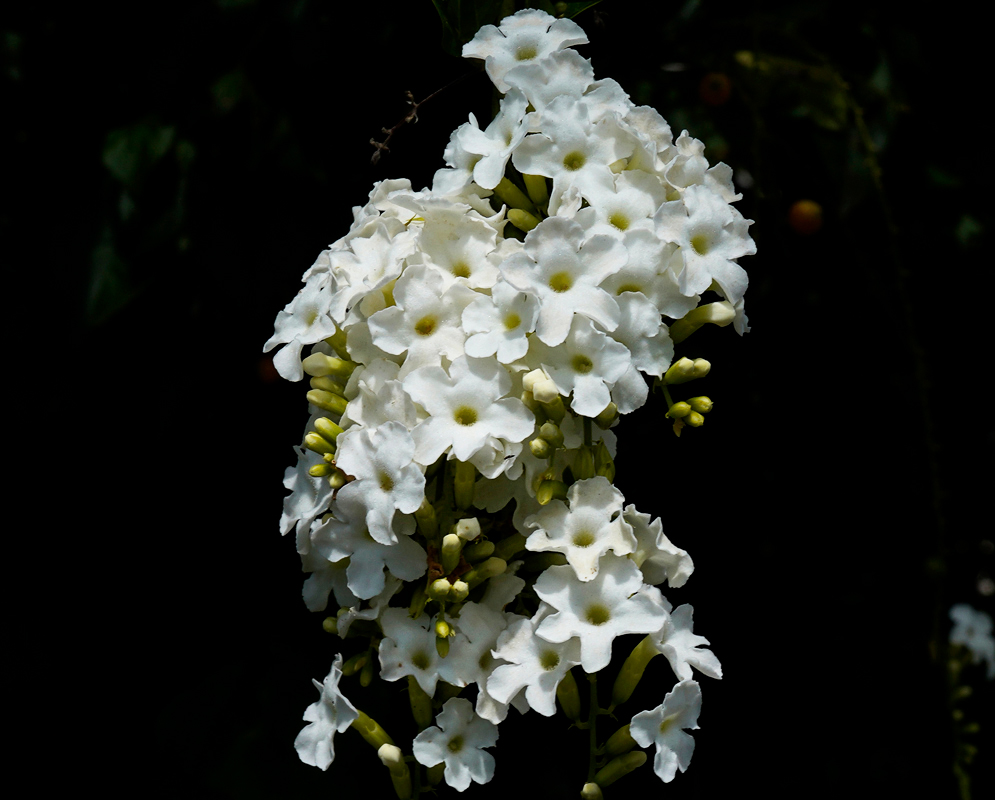White Duranta erecta white flowers