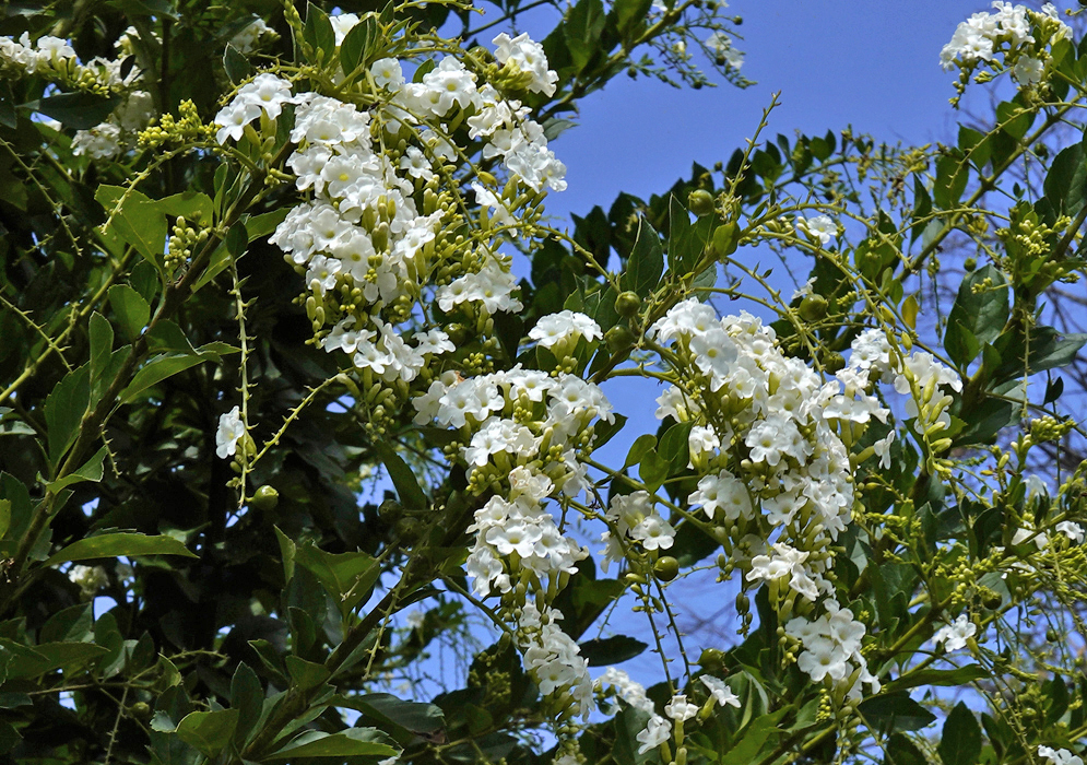 Duranta erecta white flowers under blue skies