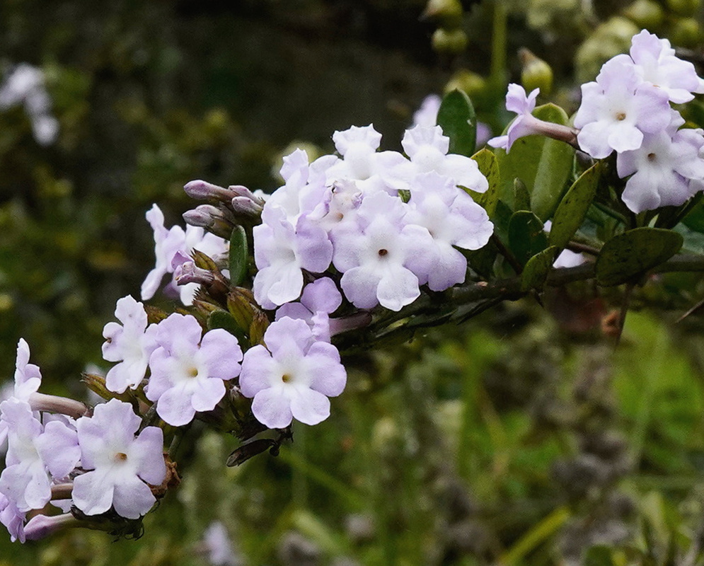 Pale lavender Duranta triacantha flowers cluster along a leafy branch