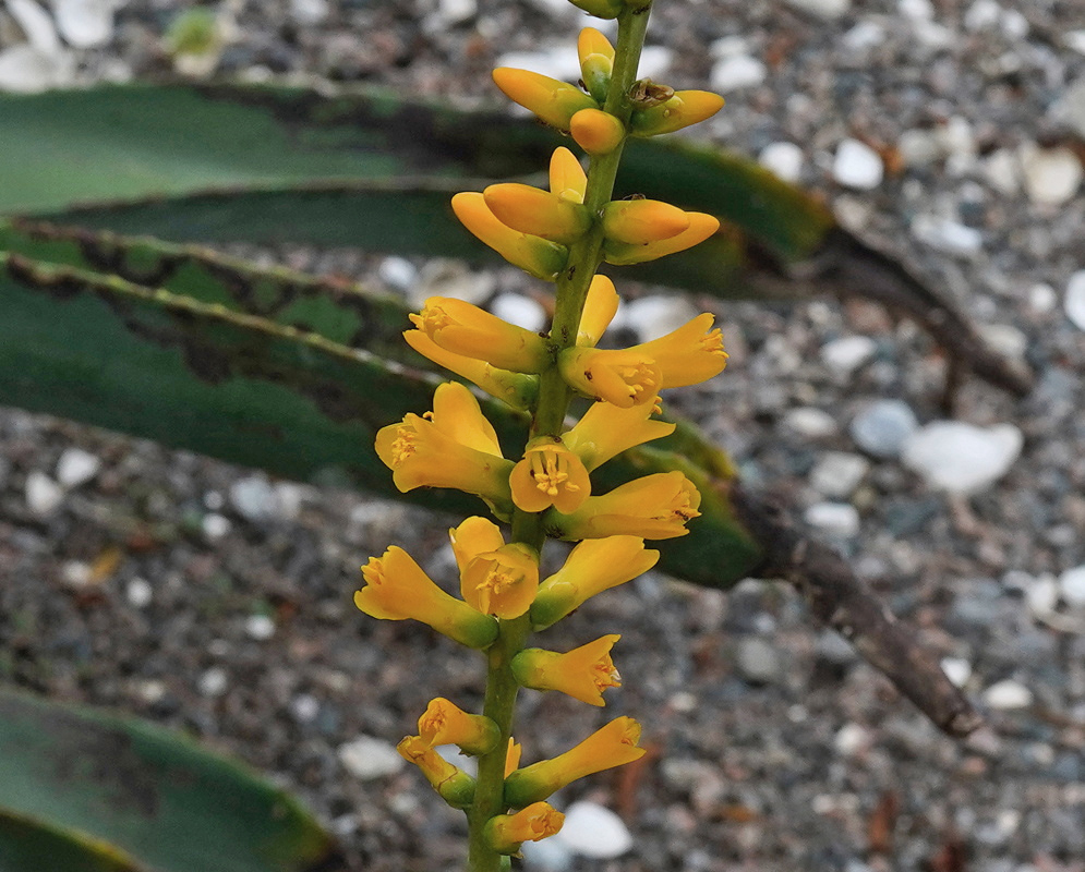 Dyckia choristaminea has yellow flowers arranged along an upright green stalk above narrow toothed leaves