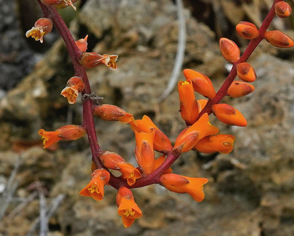 Orange Dyckia platyphylla flowers and buds line a red stalk against a rocky background