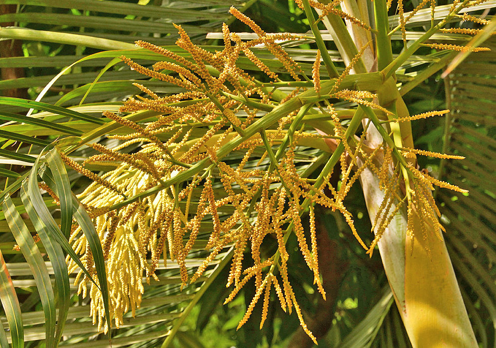 A Dypsis lutescens inflorescence with yellow flowers in sunlight