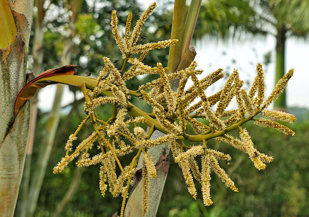 A Dypsis lutescens inflorescence with pale yellow flowers under cloud cover