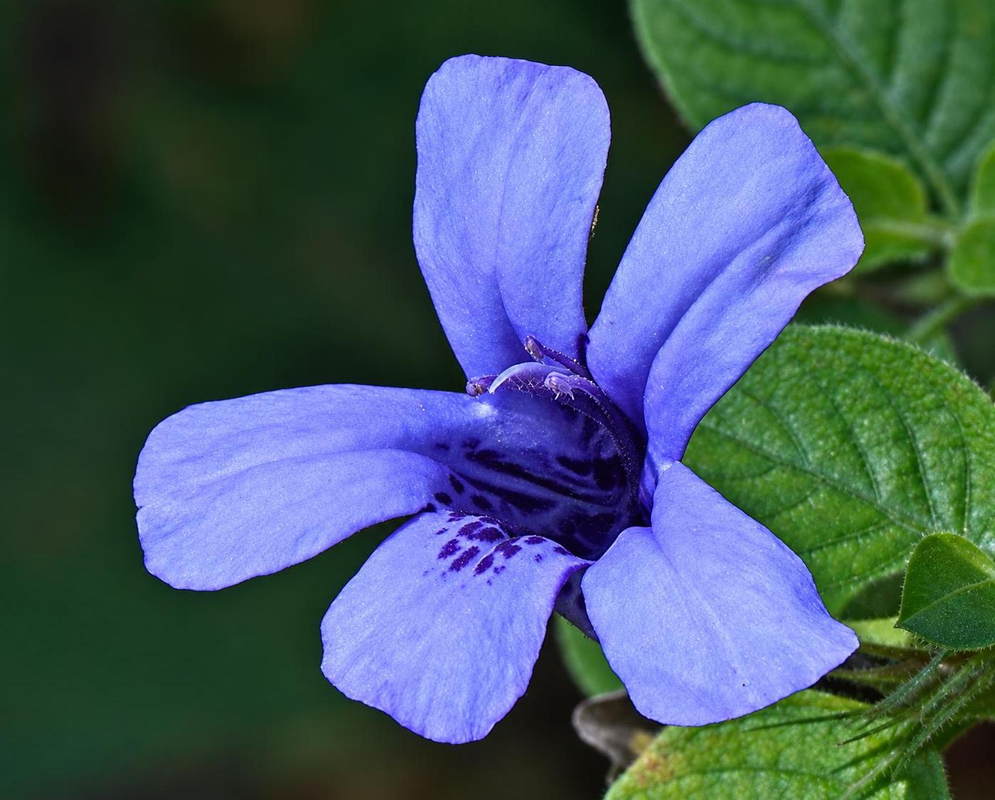 Dyschoriste thunbergiiflora has a blue-purple flower with dark purple throat markings beside a green leaf