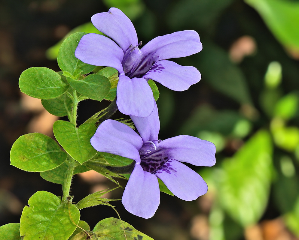 Dyschoriste thunbergiiflora Purple Flowers Green Leaves Dyschoriste thunbergiiflora bears pale purple flowers with darker throat stripes among rounded green leaves