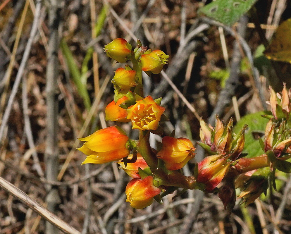 Echeveria bicolor Orange Yellow Tubular Flowers Echeveria bicolor carries orange yellow tubular flowers on a slender reddish stalk