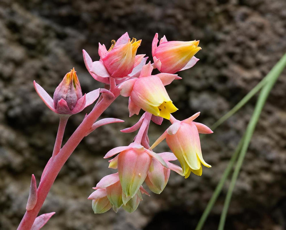 Echeveria elegans bears pink bell-shaped flowers with yellow tips on branching pink stems