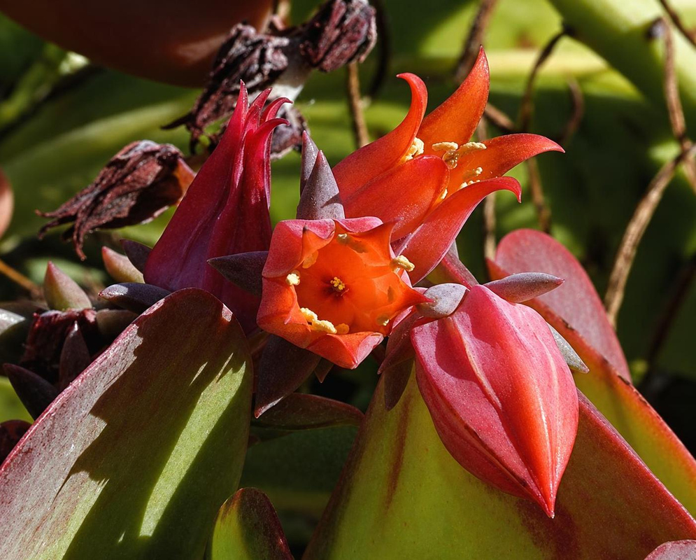 Red-orange Echeveria gibbiflora flowers open among pointed buds and fleshy leaves