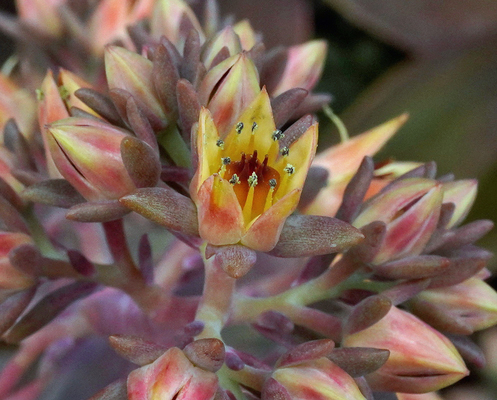 An Echeveria lilacina flower opens yellow petals among pointed pink-grey buds