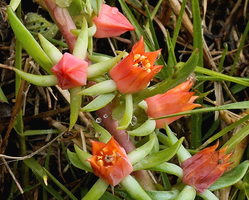 Echeveria quitensis plant habit and foliage
