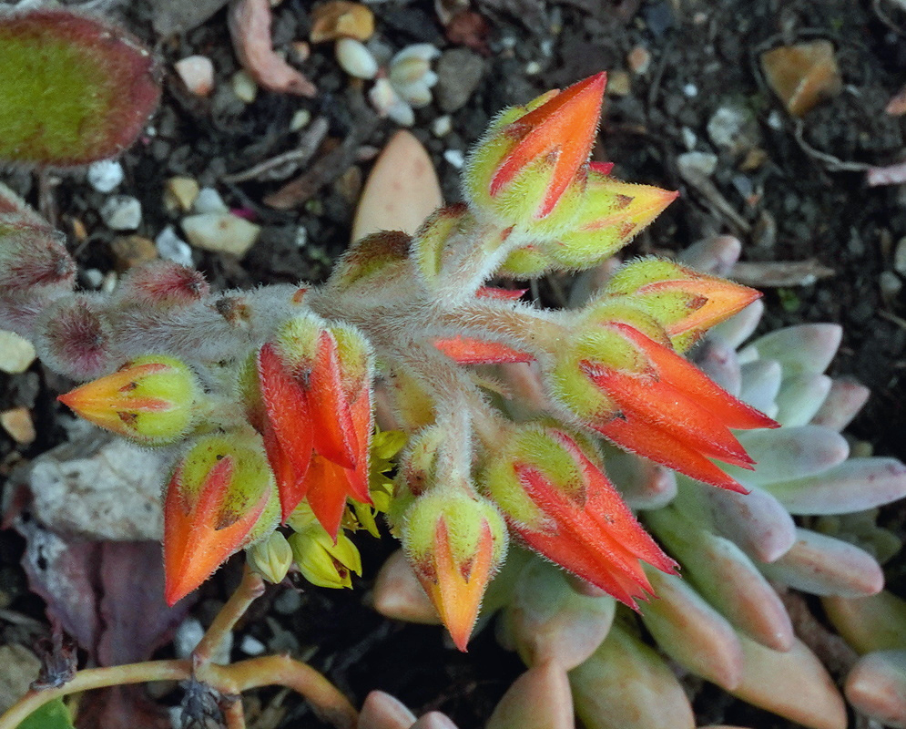 Red Echeveria setosa flowers with yellow tips emerge among hairy buds above a succulent rosette