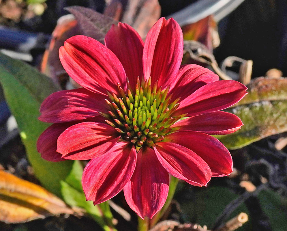 Deep pink Echinacea Evolution rays surround a raised green and orange central cone