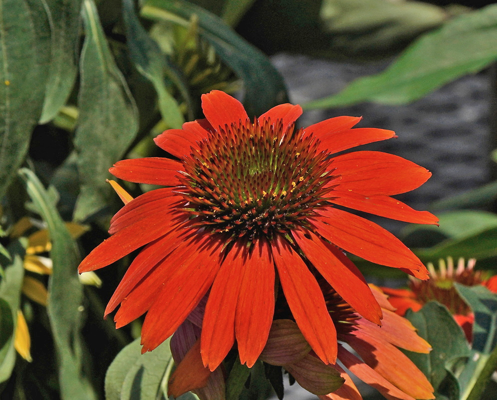 Red Echinacea hybrid rays spread around a dark raised central cone