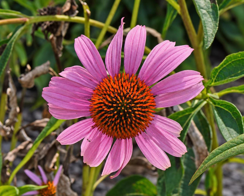 Echinacea purpurea has pink-purple ray florets surrounding a prominent orange-red central cone