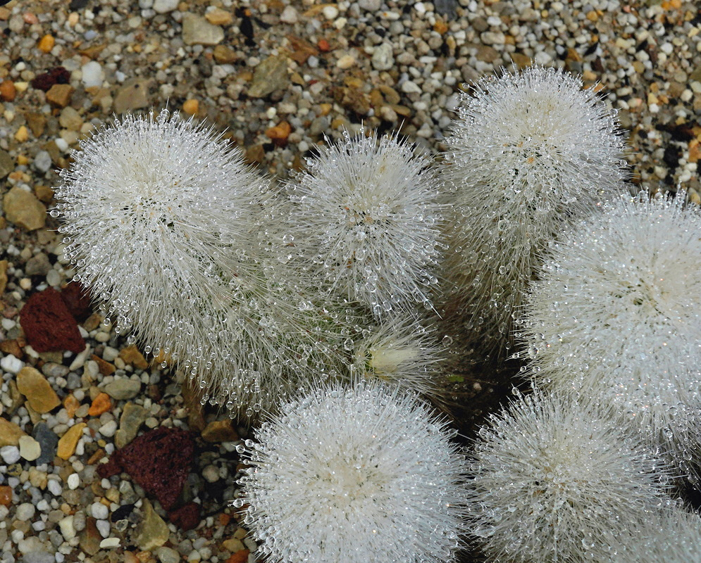 Dense white spines cover a clump of upright Echinocereus nivosus stems in gravel
