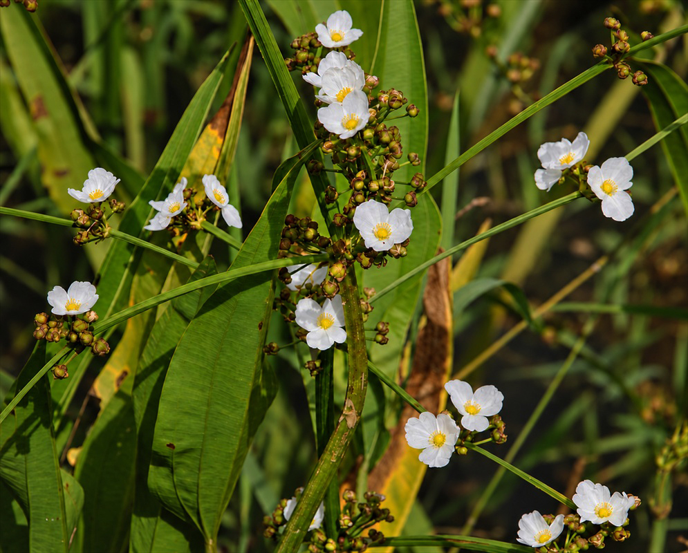 Aquarius paniculatus Small White Yellow Centered Flowers Aquarius paniculatus has small white flowers with yellow centers on branching slender stalks
