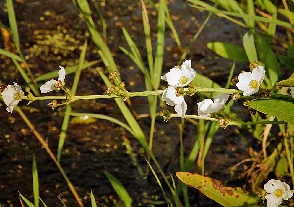 A Echinodorus paniculatus inflorescence with white flowers that have a yellow center