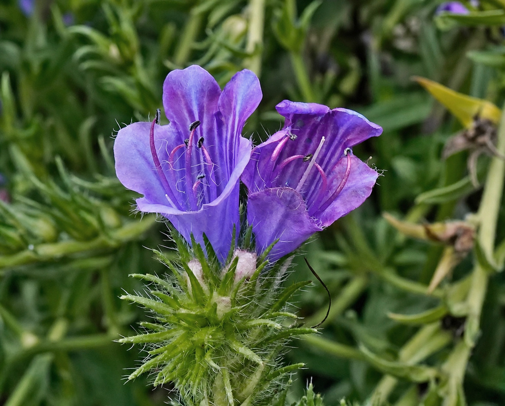 Echium plantagineum flowers