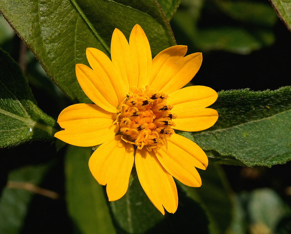 Ecliptinae plant habit and foliage