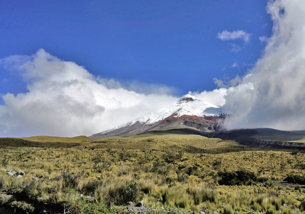 Andean Páramo Grasslands Windswept Andean páramo grasslands stretch across rolling hills under a cloudy sky, dotted with patches of highland vegetation