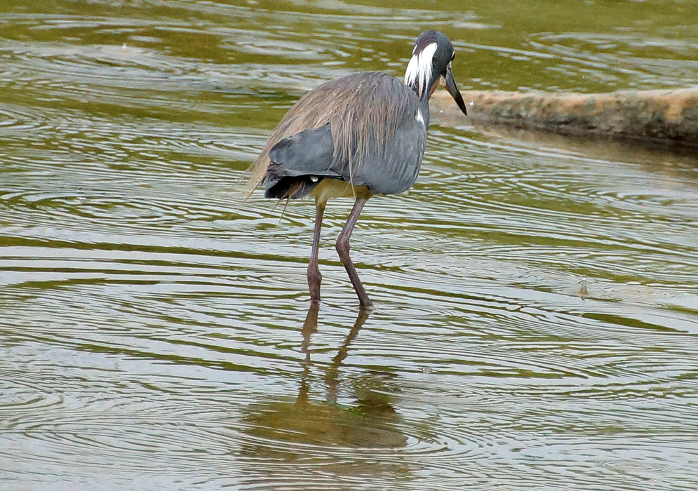 An Egretta tricolor with blue-gray wings, brown plumes on the back and white crown plumes