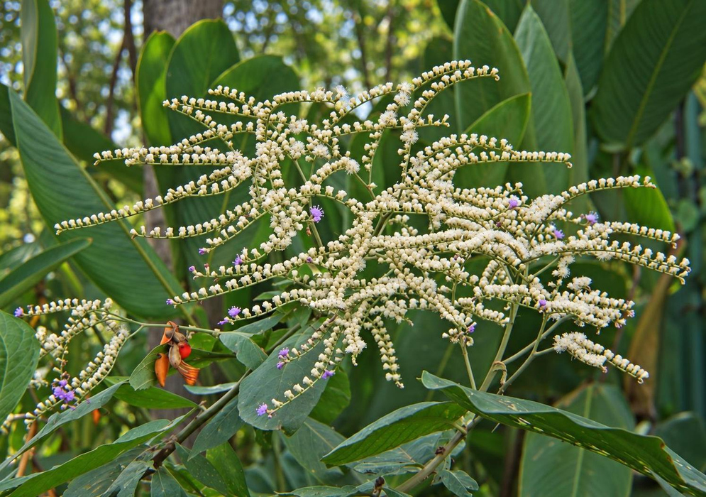 Eirmocephala brachiata carries branching sprays of pale rounded buds above broad leaves